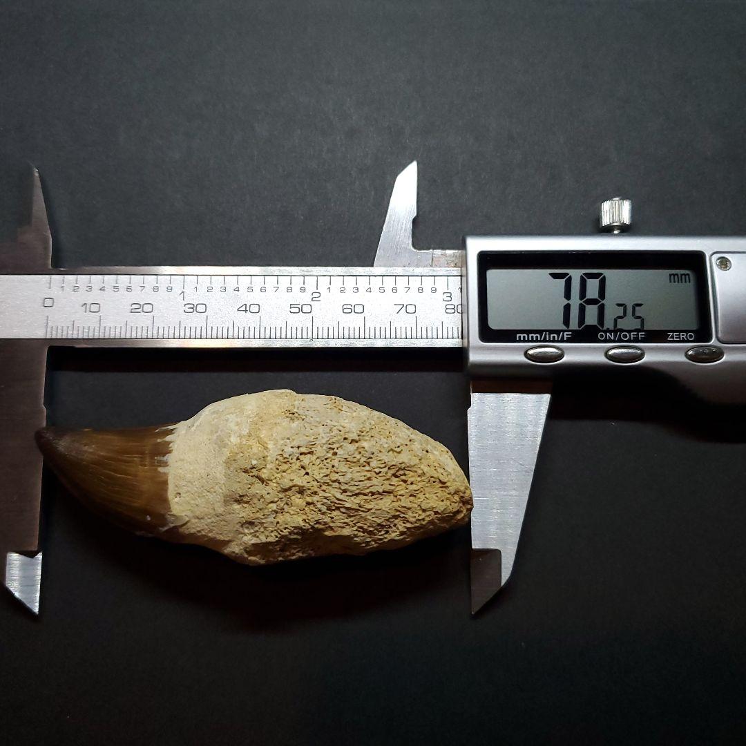 極上 歯根付き モササウルス 化石 歯 本物 78.25mm mos21