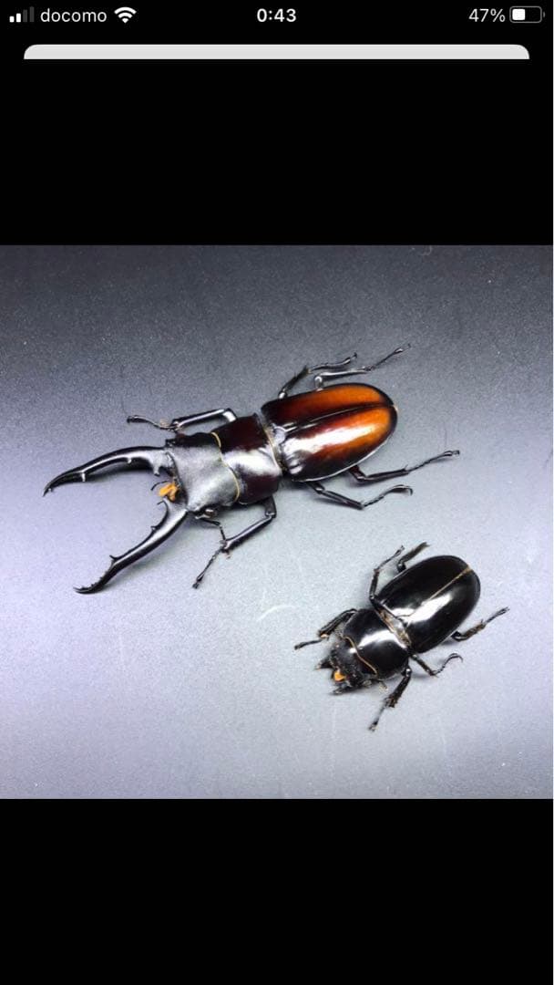 お手頃特大野生カブトムシ 標本79mm頭角幅16.4mm胸角幅4.5mm 超特大
