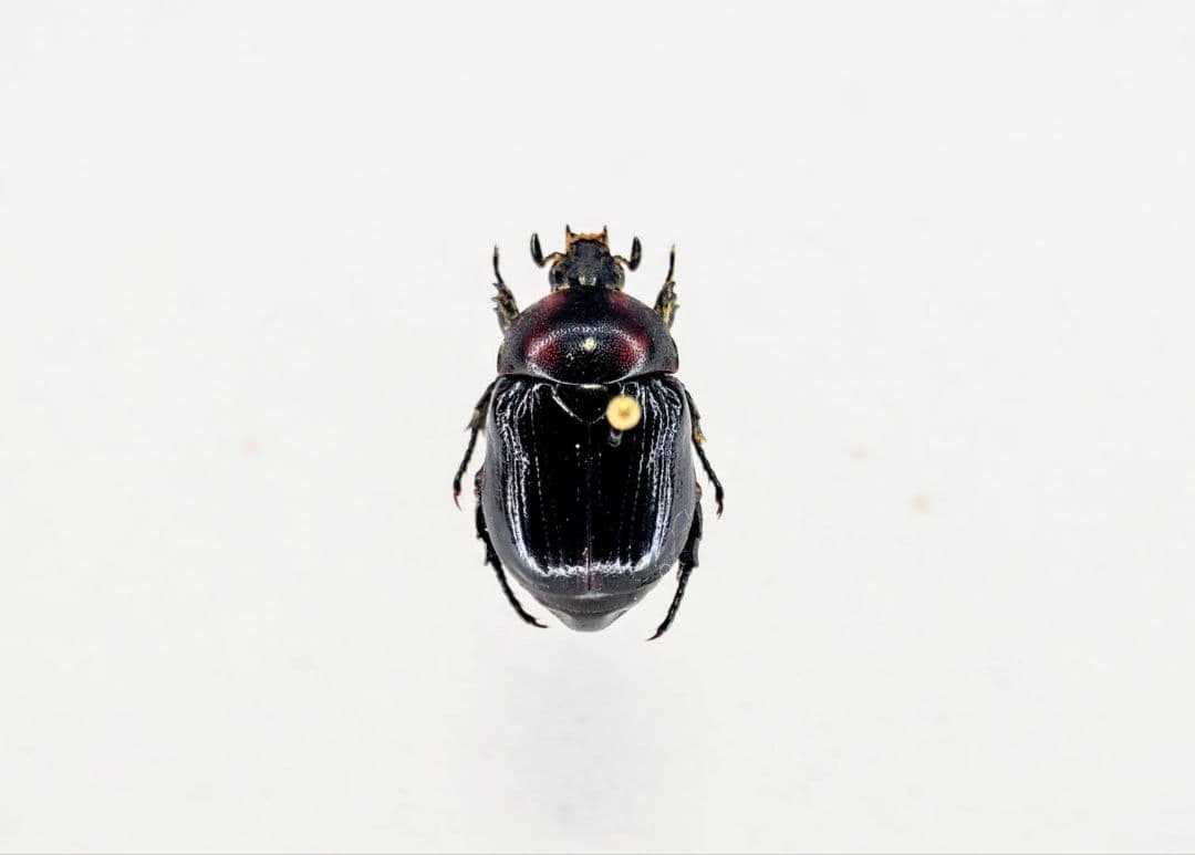 土日限定セール　昆虫標本　日本産オオヨツバコガネムシ 土日限定セール 昆虫標本 日本産オオヨツバコガネムシ 土日限定セール