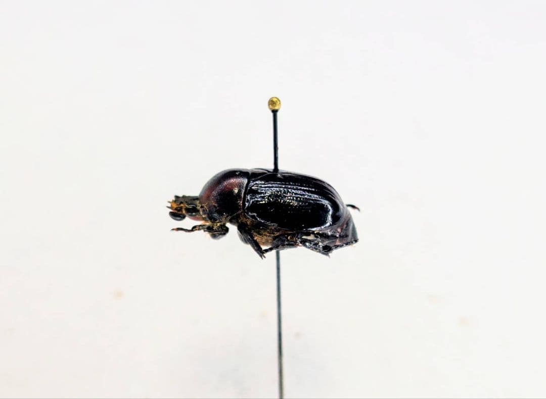 土日限定セール 昆虫標本 日本産オオヨツバコガネムシ