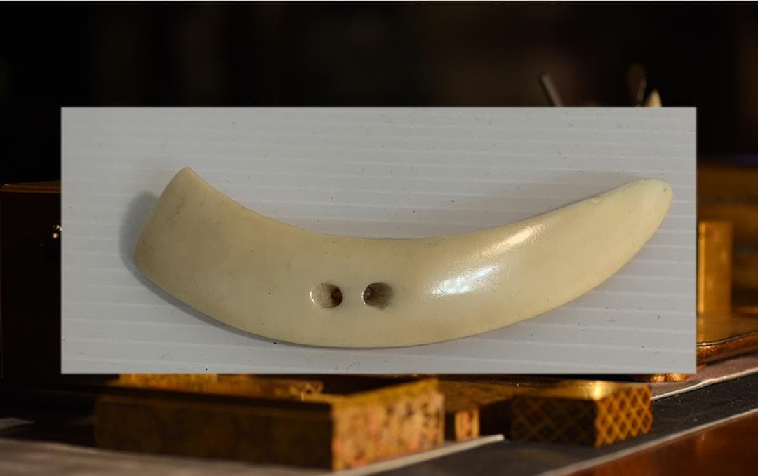 ○石見根付 ○蜘蛛 ○猪牙 古牙 獣牙 時代物 骨董 いのしし ○石見