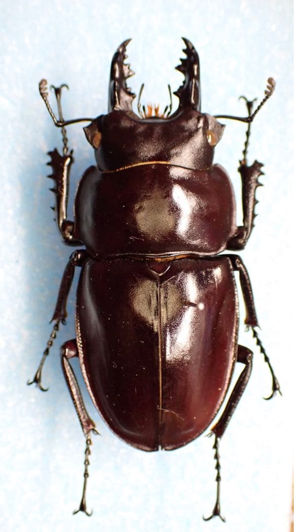 アカメガネトリバネアゲハ！ペア！標本2の通販はau PAY マーケット