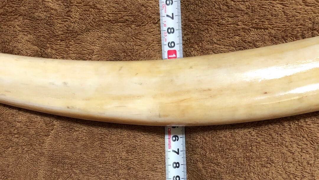 K*A様 セイウチ牙(マッコウ歯より希少)約1,100g