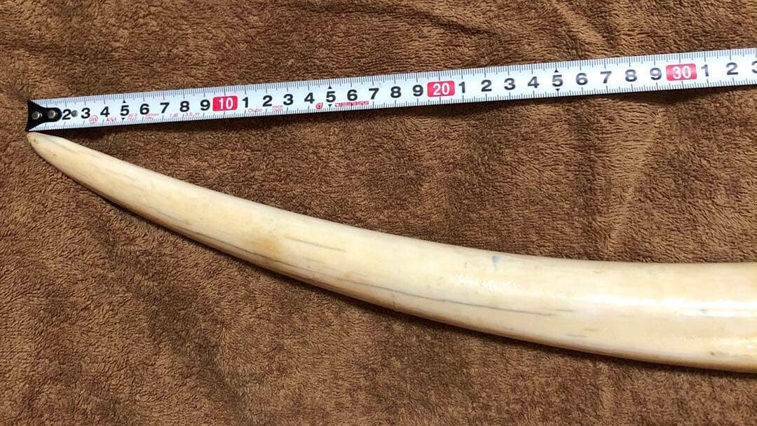 K*A様 セイウチ牙(マッコウ歯より希少)約1,100g