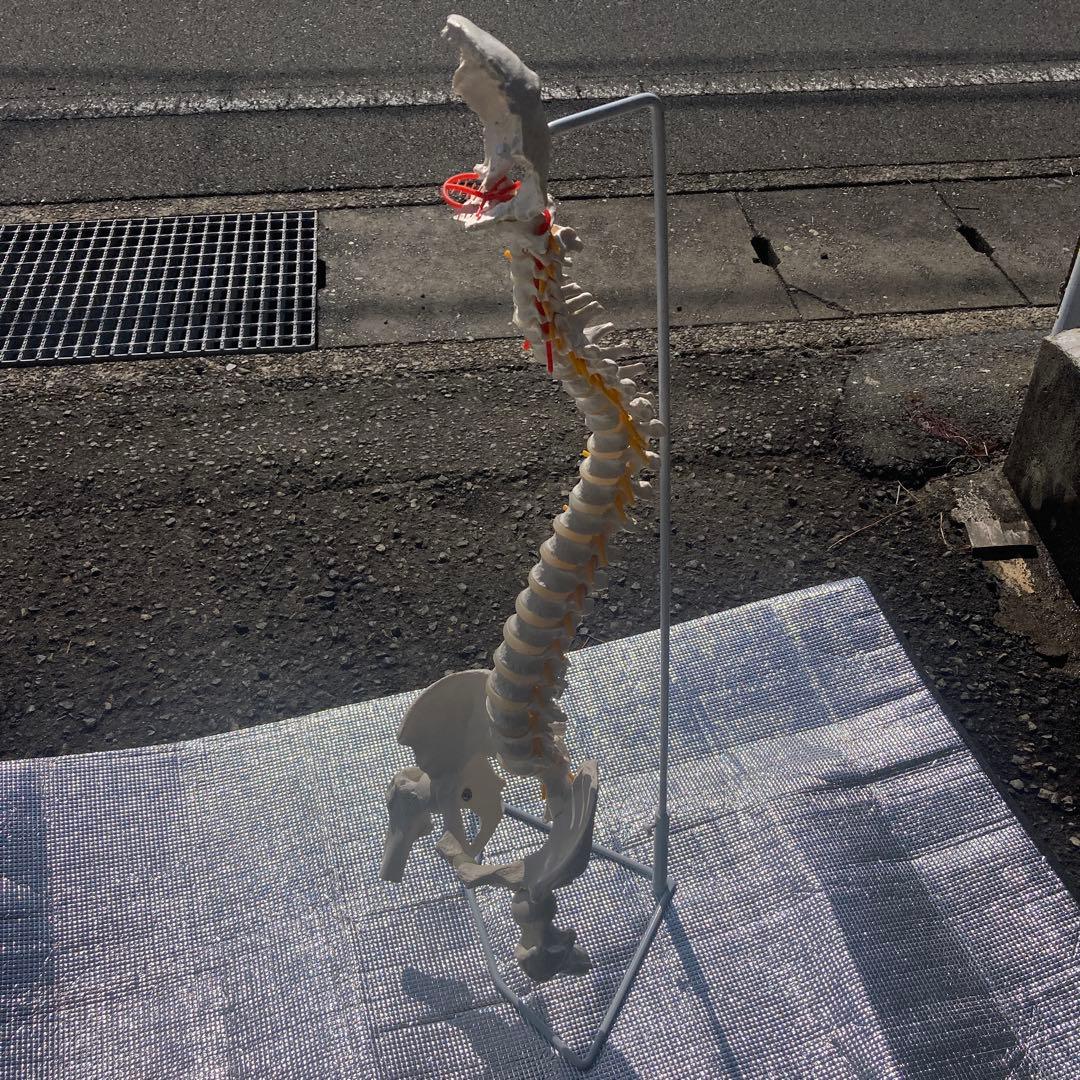 美品 脊柱(背骨)可動模型 スタンド付き　1 楽天市場】人体模型 脊椎骨盤模型 脊柱 脊髄 脊椎模型 脊椎骨模型 ミニ