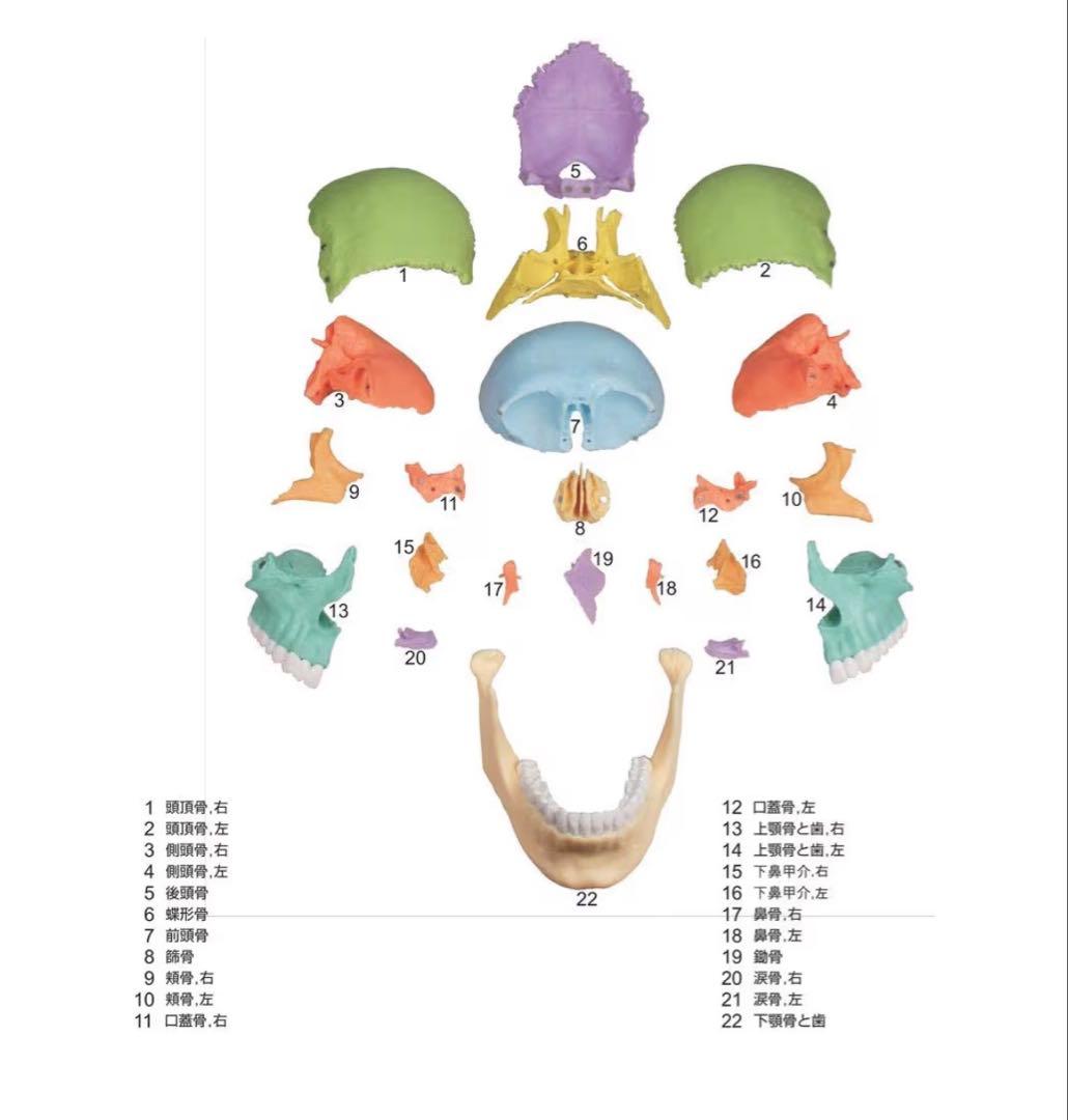 ERLER ZIMMER ２２分割 マグネット式頭蓋骨模型