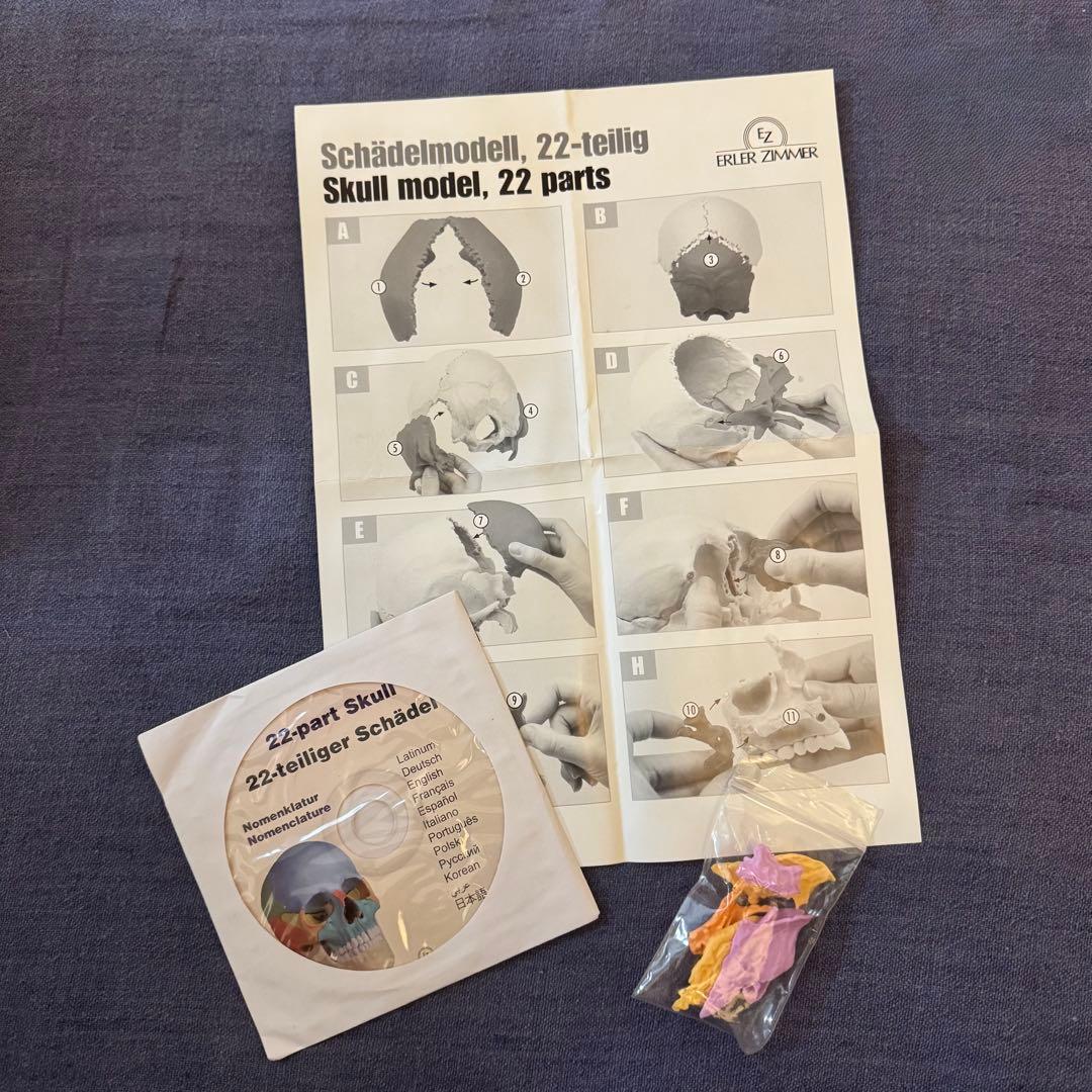 ERLER ZIMMER ２２分割 マグネット式頭蓋骨模型