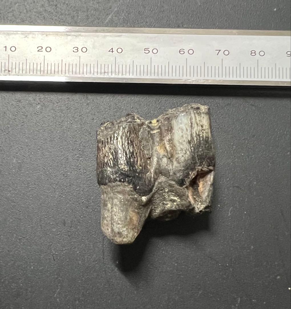 オオツノジカの歯 化石 哺乳類 氷河期 アイルランド