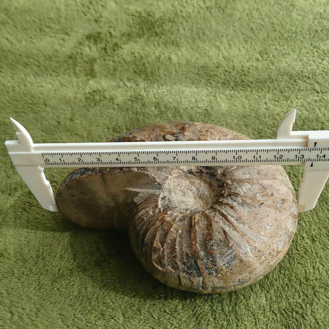 アンモナイト 化石 大きい 特大 サイズ 13.7cm 約1.2kg
