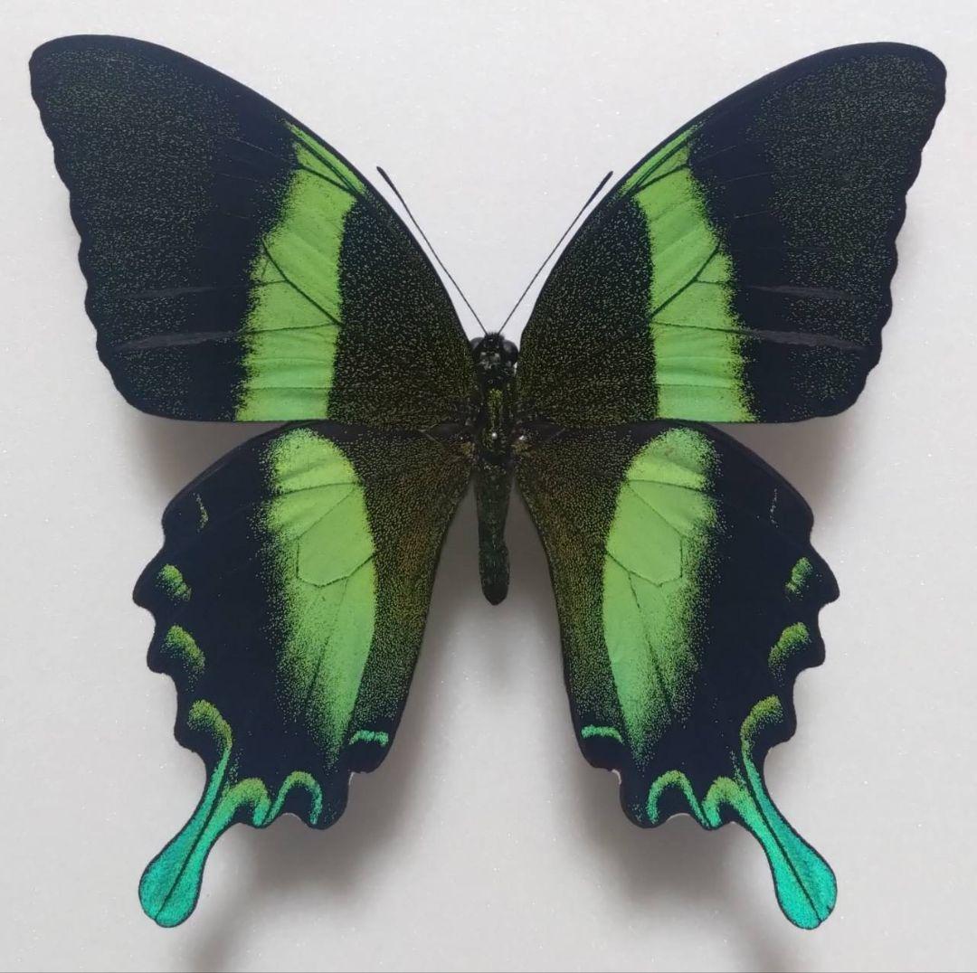 外国産蝶標本】アッコウスバ♂/四川省.舟山産/59mm