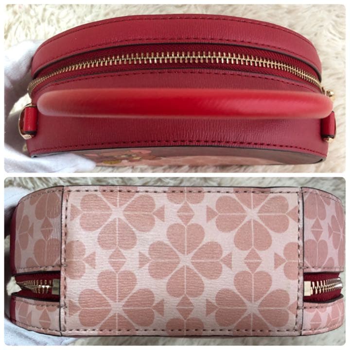 41mm】イボハダオサムシ 標本イカブリ ハンミョウ アイヌキンオサムシ