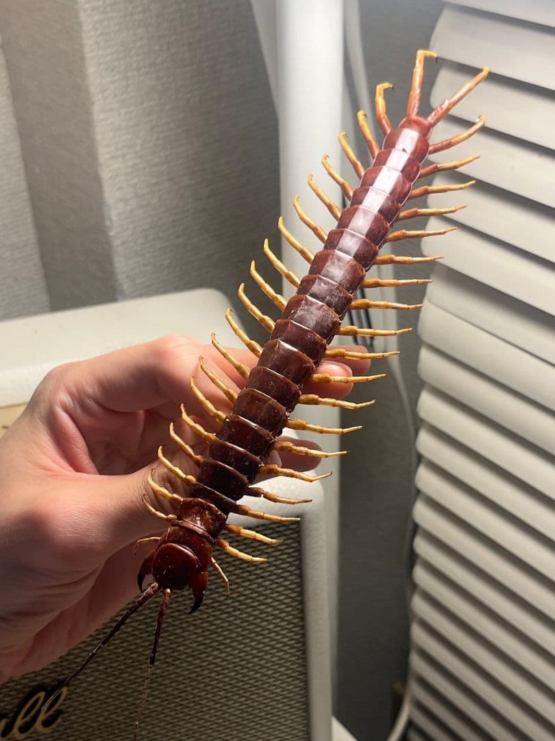 百足最大種】ペルビアンホワイトレッグセンチピード 全長22cm程 標本 奇蟲