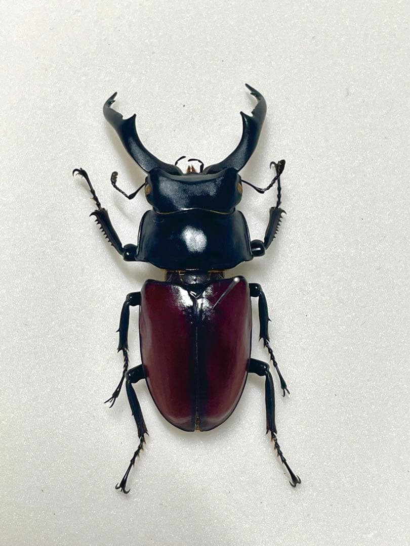 昆虫標本カメルーンゴライアスオオツノハナムグリ約100mm M1