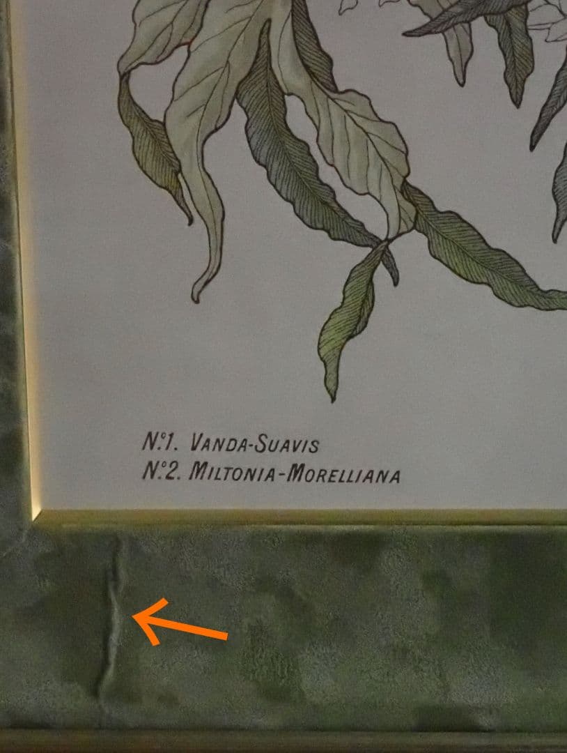 アンティークプリント○ランバート「蘭」1885年