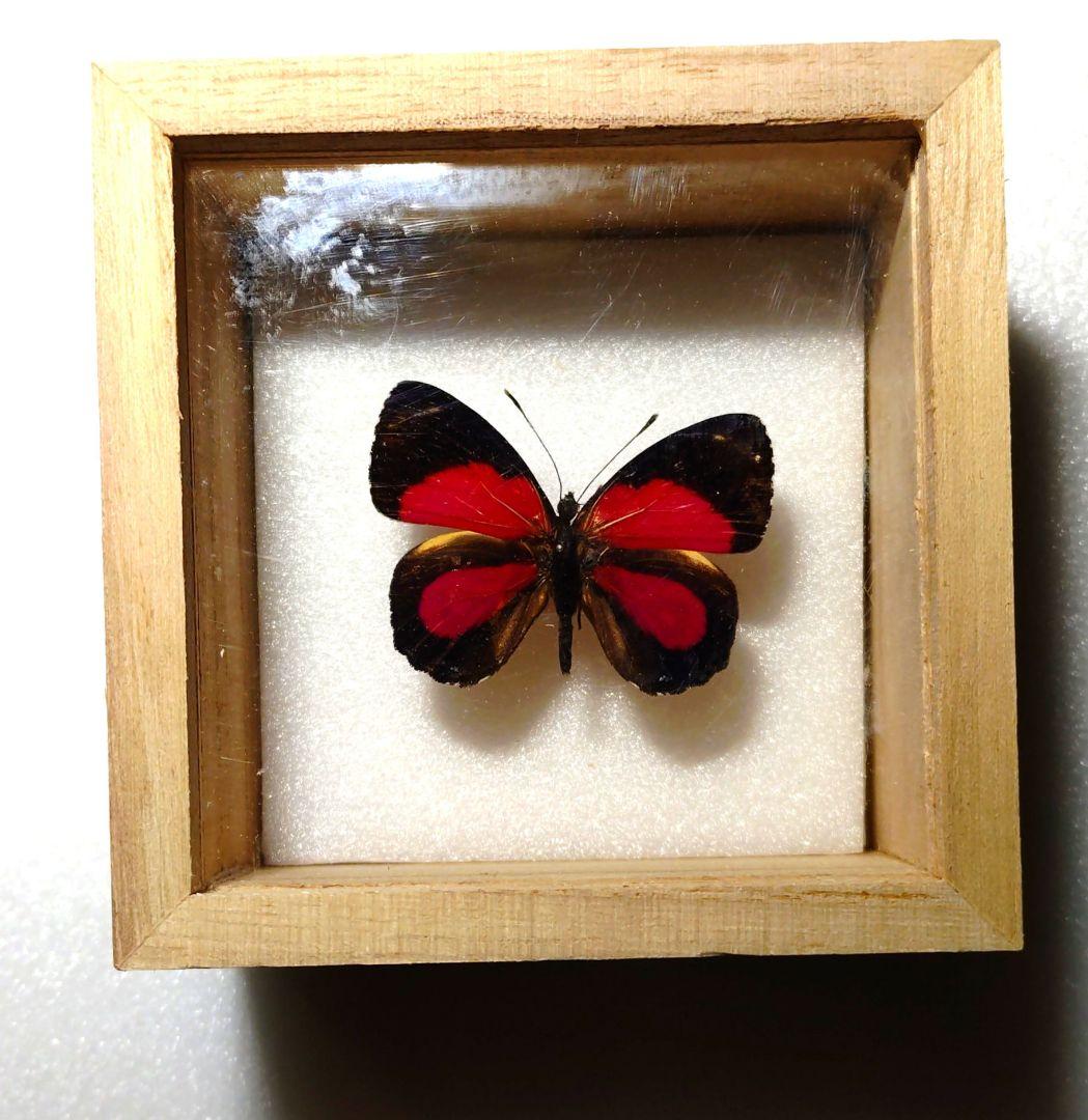 外国産蝶標本‼️翔ぶジャングルのちっちゃな宝石 幻光ベニモンウズマキ