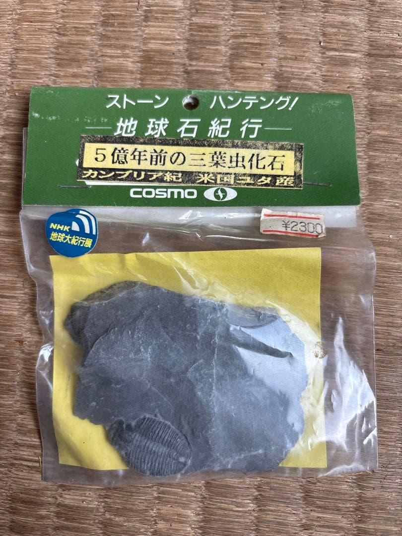 自由研究にイチオシ！】 三葉虫 〜カンブリア紀〜 『結晶化された化石