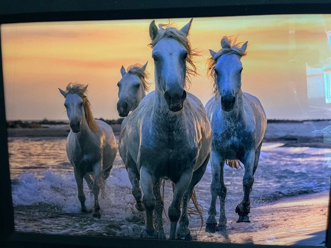 《元値150万円》ピーターリク　Running Free