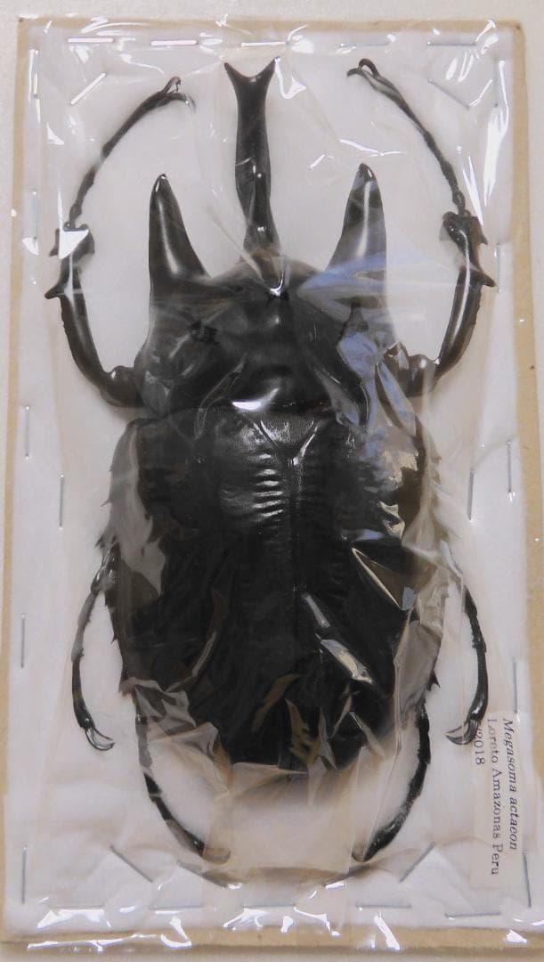 珍品】モロニド・バーナ（1オス、マダガスカル産）