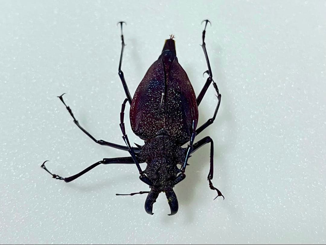 珍品！】ブルー〜パープル系 ルリオニカミキリ 標本ペア キンオニカミキリ