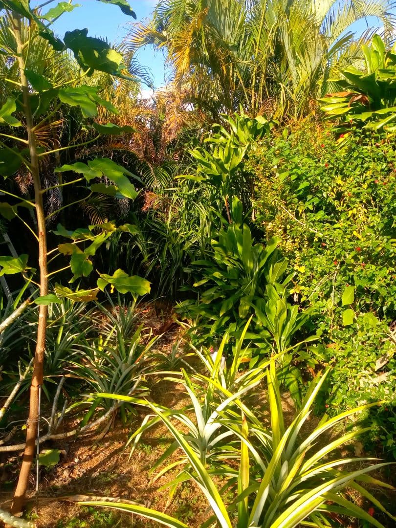 ハワイ産沖縄育ちのティーリィ―フ