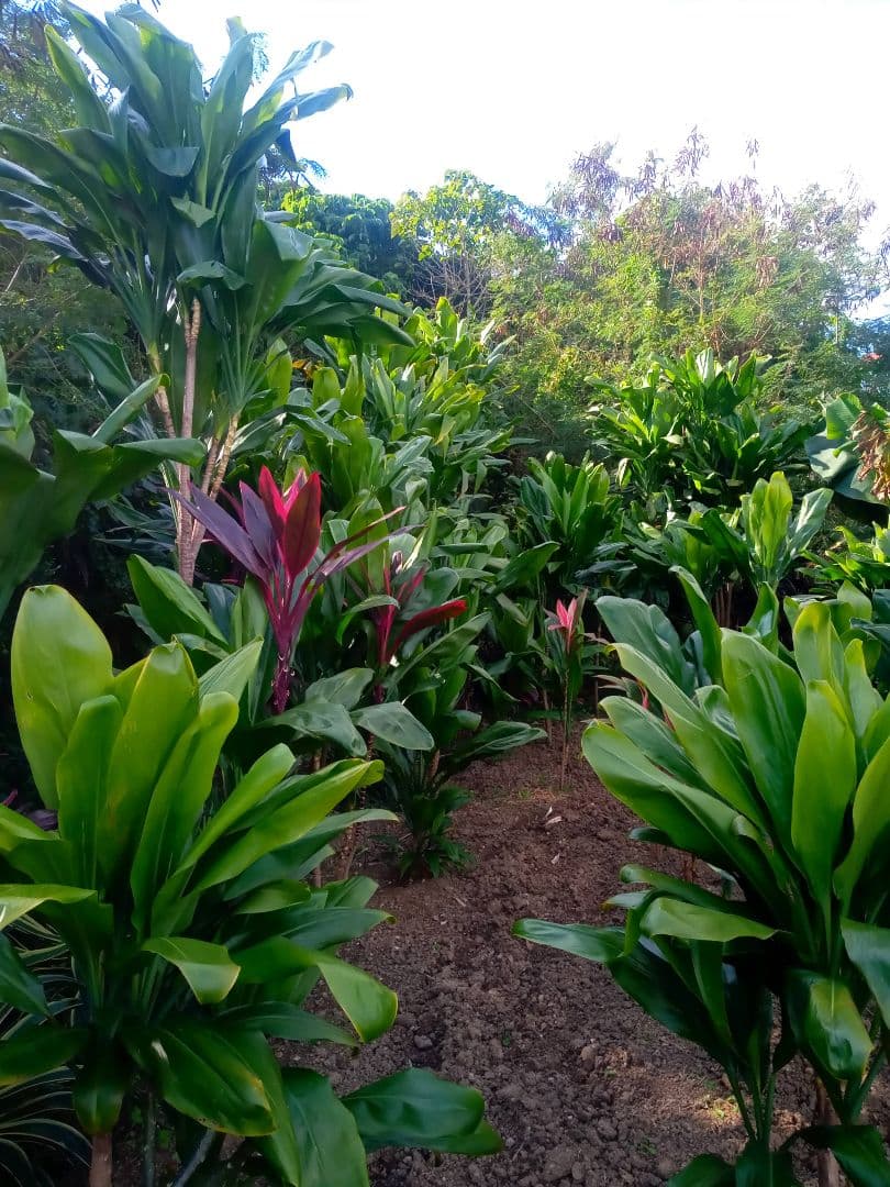 ハワイ産沖縄育ちのティーリィ―フ