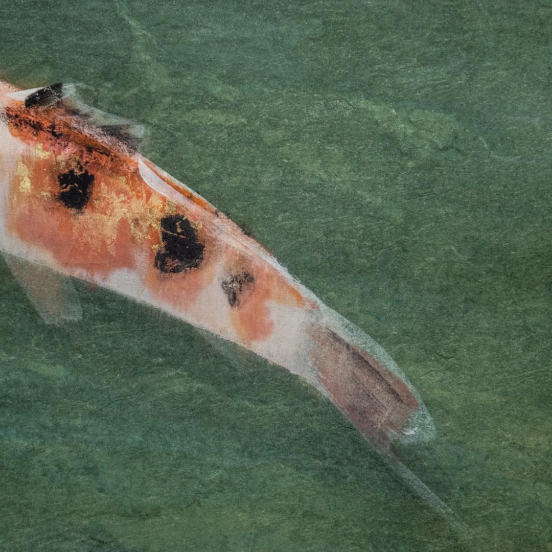 掛軸-1425 梶喜一 鯉 共箱 二重箱 太巻 - メルカリ