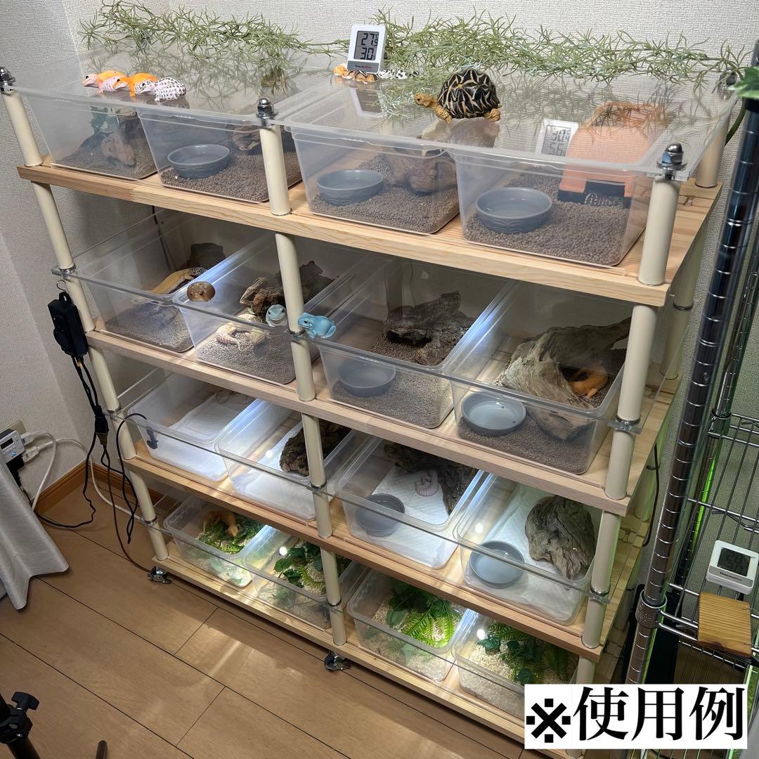 レオパ、ニシアフ ブリーダーラック