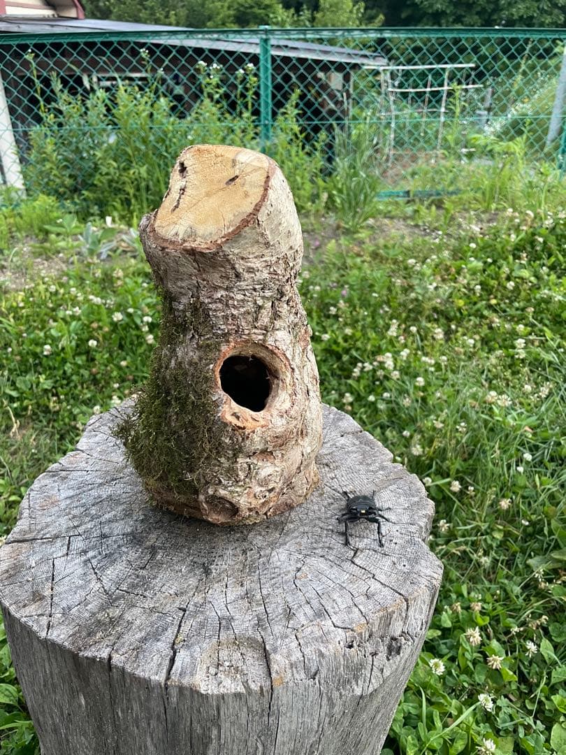 特大クワリウム樹洞登り木エサ台シェルター