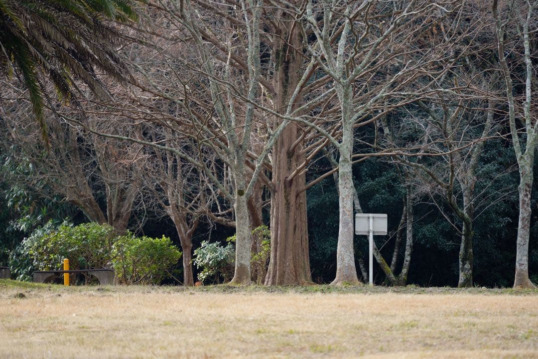 値下げ断行✴︎Sony FE 70-300mm F4.5-5.6 G OSS✴︎