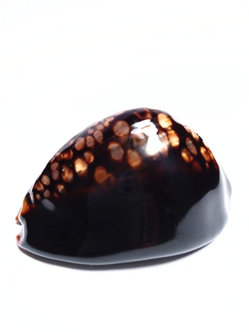 Yahoo!オークション - タカラガイ セット 引退品 宝貝 貝殻 標本 ロッ