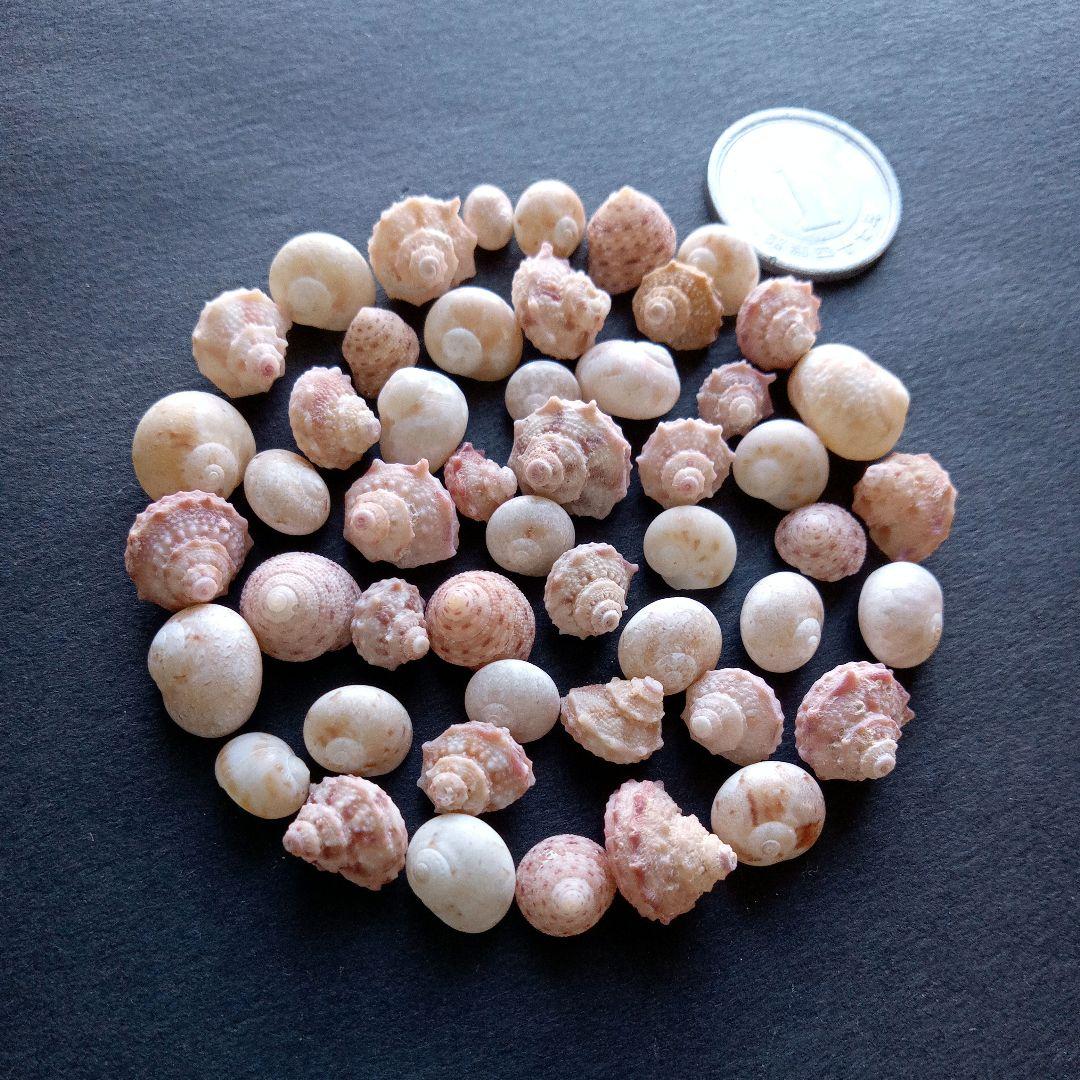 なつ様 リクエスト 10点 まとめ商品　貝殻