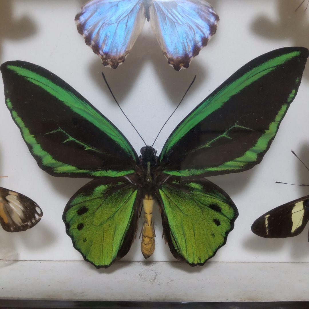 やっちゃん様専用 メガネトリバネアゲハ スルコウスキーモルフォ蝶 蝶