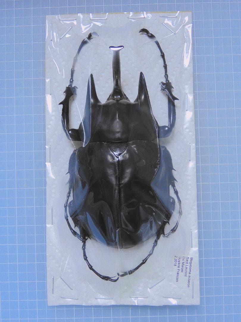 フレンチギアナ産　アクタエオンゾウカブト　98mm 標本☆野外品☆フレンチギアナ産☆アクタエオンゾウカブト♂85㎜♀58
