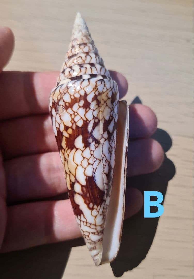 貝殻 イモガイ \"Milneedwardsii” 赤と白いストライプ