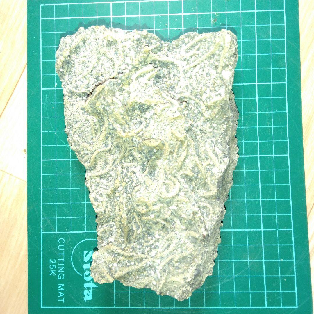 千葉県産 キタクシノハクモヒトデ 立体標本 ヒトデ化石 化石 ヒトデの