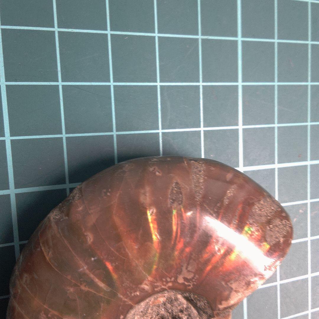小物1 アンモナイト化石 光沢あり
