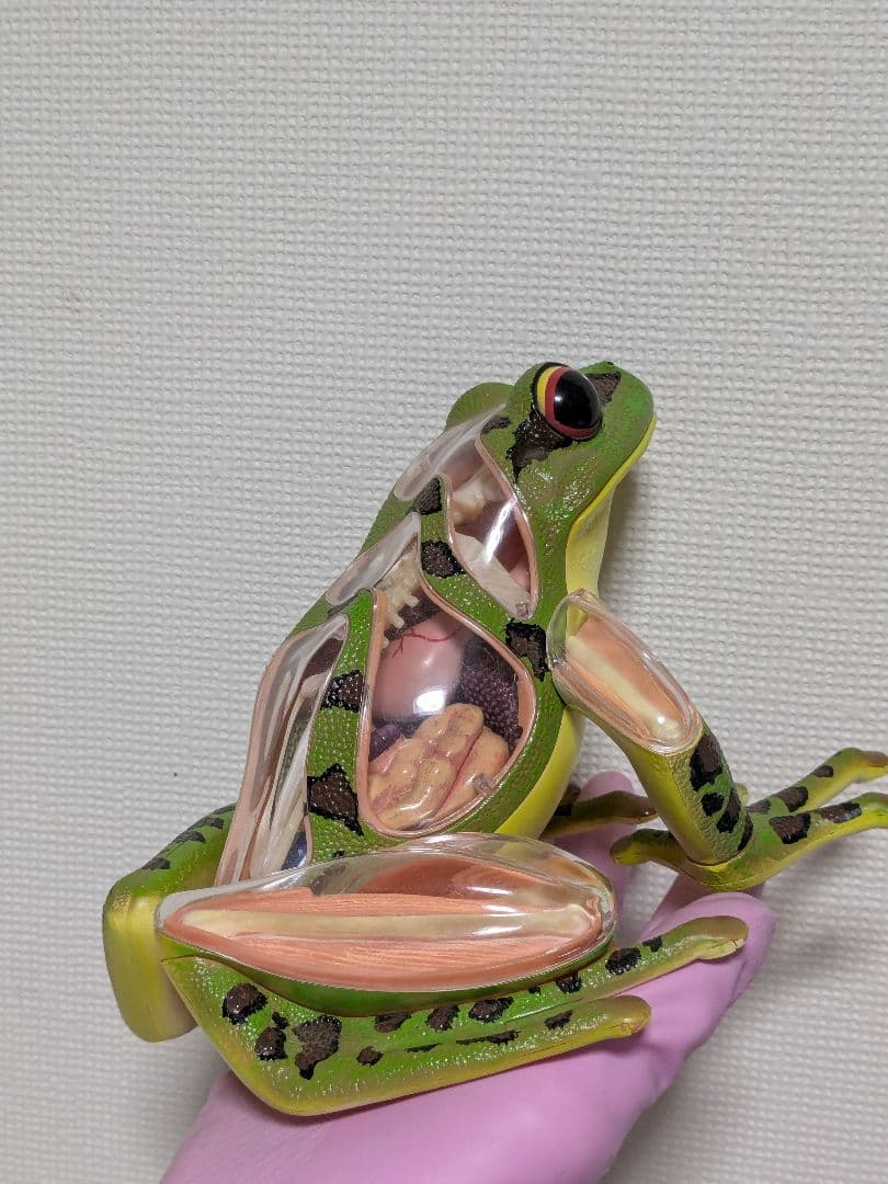 立体パズル 4D VISION 動物解剖 カエル解剖モデル