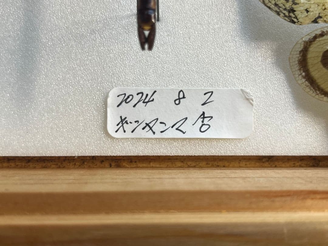 ギンヤンマ 昆虫標本ヘビトンボカマキリマンティス トンボ オニヤンマ 蜻蛉