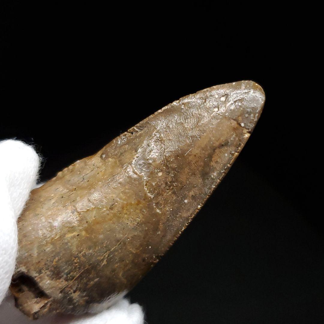 貴重 ラザナンドロンゴベ 歯 化石 マダガスカル産 56.72mm fr107