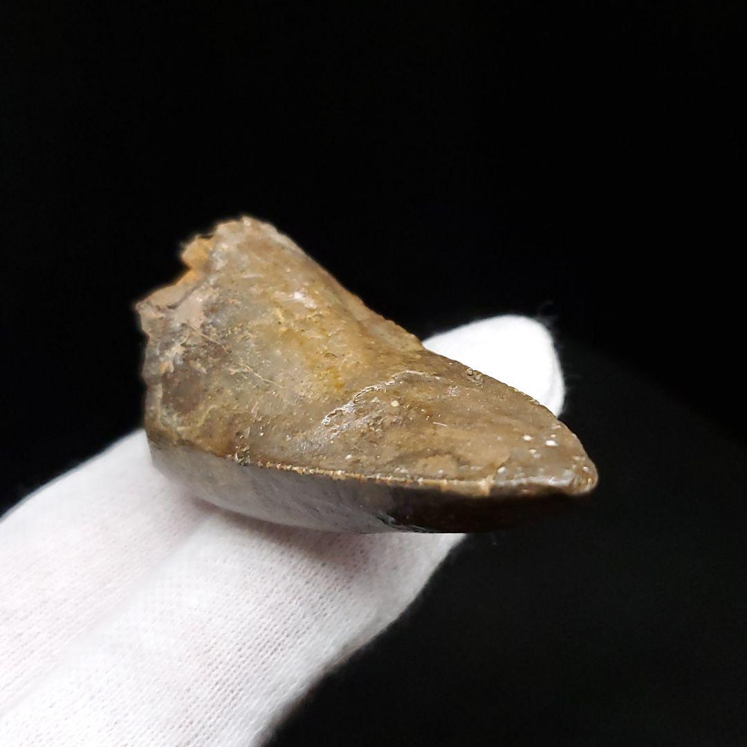 貴重 ラザナンドロンゴベ 歯 化石 マダガスカル産 56.72mm fr107