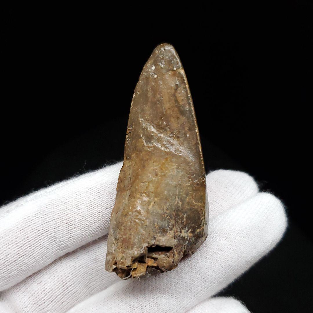 貴重 ラザナンドロンゴベ 歯 化石 マダガスカル産 56.72mm fr107