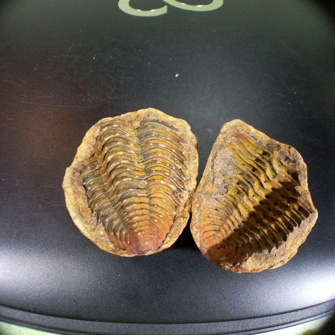 三葉虫　化石　fossil　ボリビア産　trilobite　ノジュール管理⑧ 三葉虫 化石 fossil ボリビア trilobite 海生動物 三葉虫識別⑧ 三葉虫