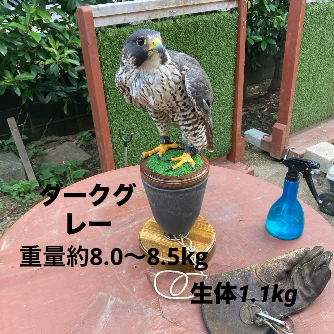 NEW 猛禽MSパーチ、ファルコンブロック（屋内用）キャメル 中型