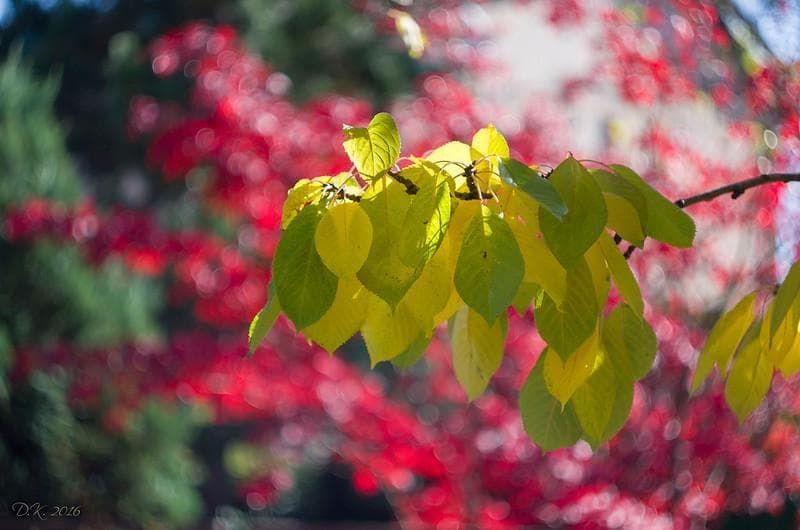 33【限定品】Art Photo Group 限定 ヘリオス44-2