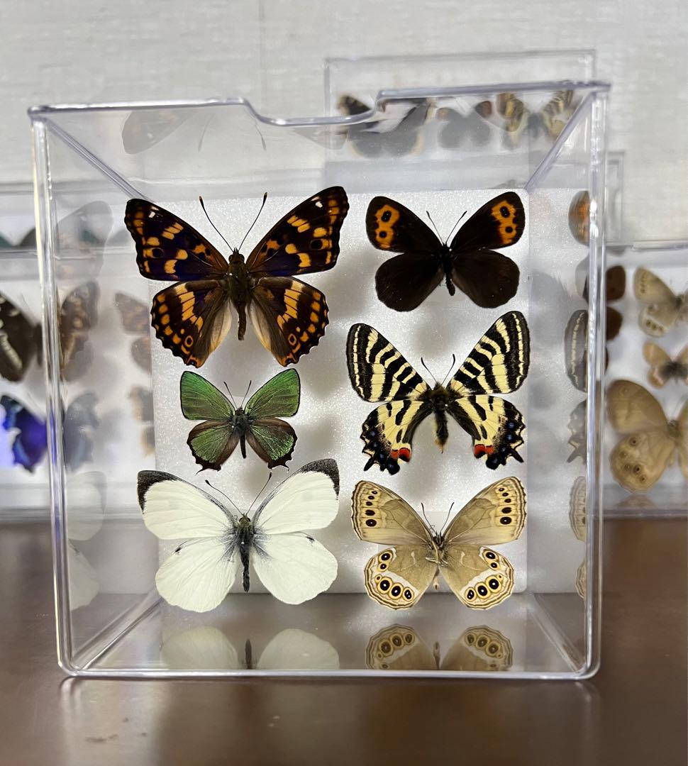 標本蝶 コレクション 沖縄産 3