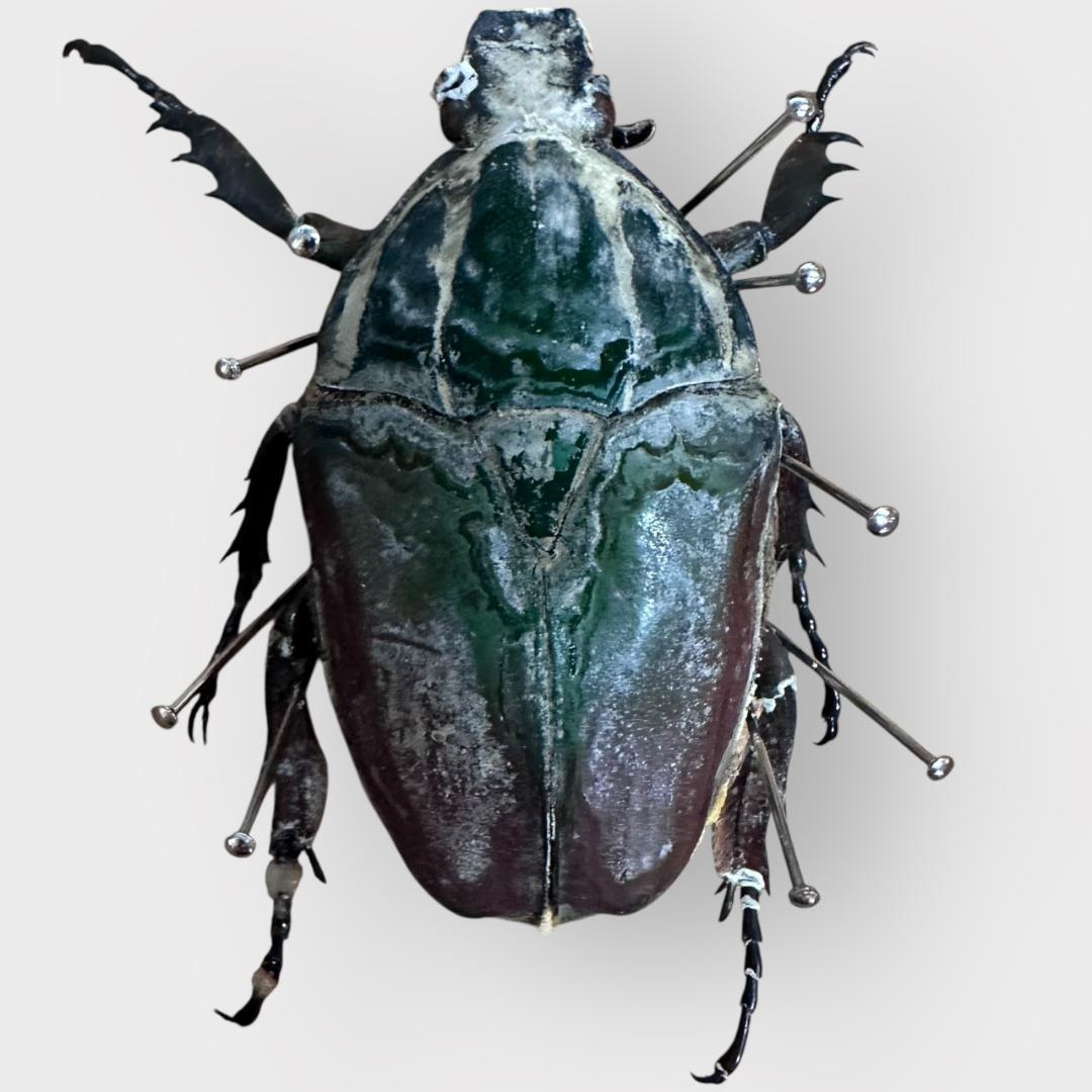 桐箱入り ゴライアス レギウス オオツノハナムグリ 雄 オス 標本