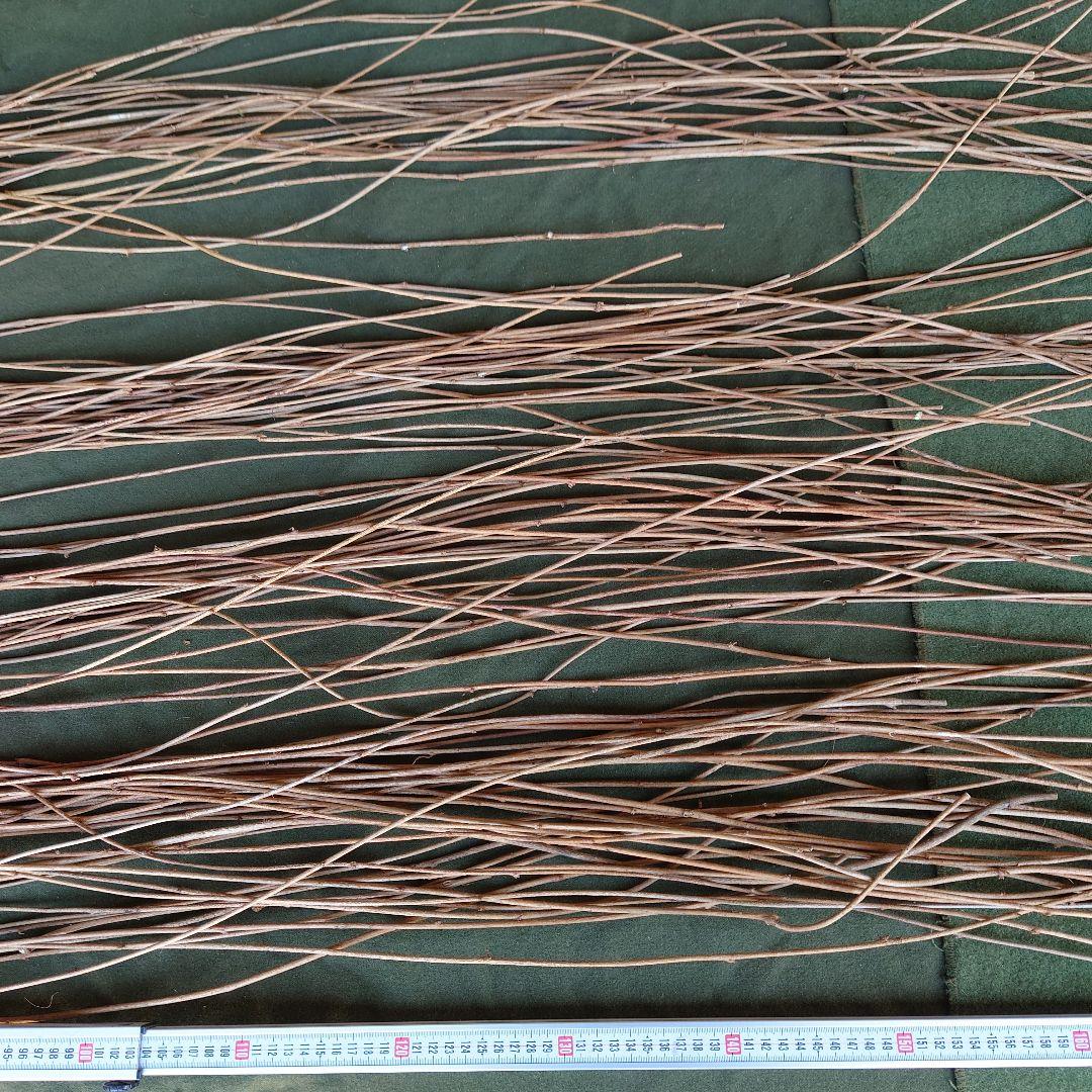 アケビの蔓（根蔓ランナー)