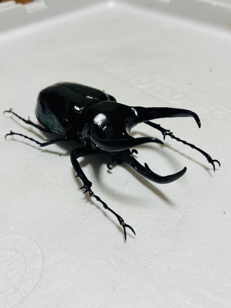 【激レア】特大コーカサスオオカブト 128ミリ 死虫　標本 カブトムシ