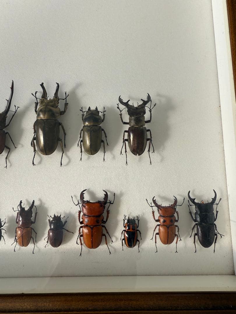 Yahoo!オークション -「ノコギリカミキリ」(その他) (虫類)の落札相場