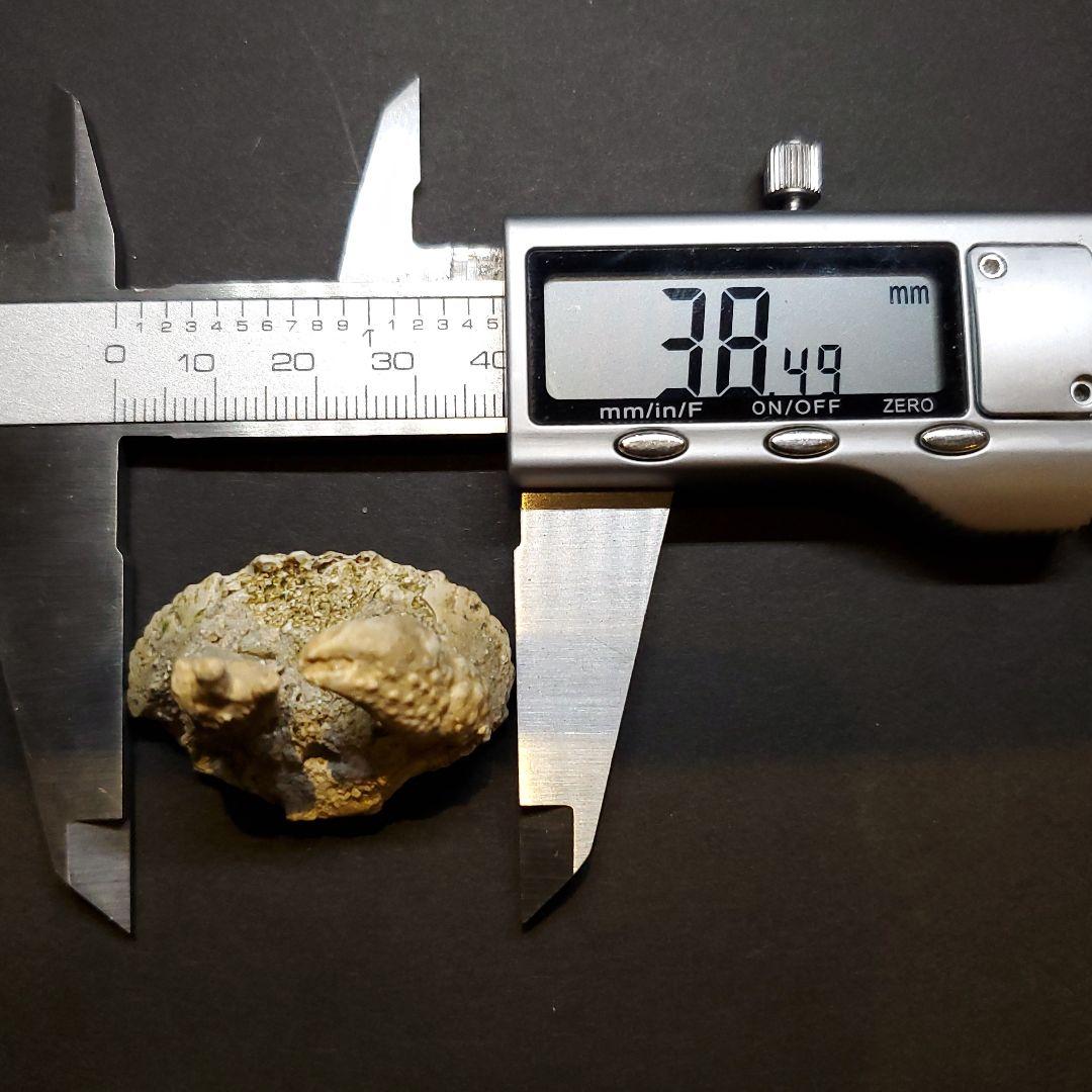 美品 カニ 歯 本物 化石 恐竜 産 38.49mm fcr3